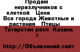 Продам 2 неразлучников с клеткой › Цена ­ 2 500 - Все города Животные и растения » Птицы   . Татарстан респ.,Казань г.